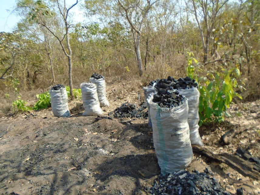 Charcoal production from valuable species of the Dogo-ketou forest, Benin.