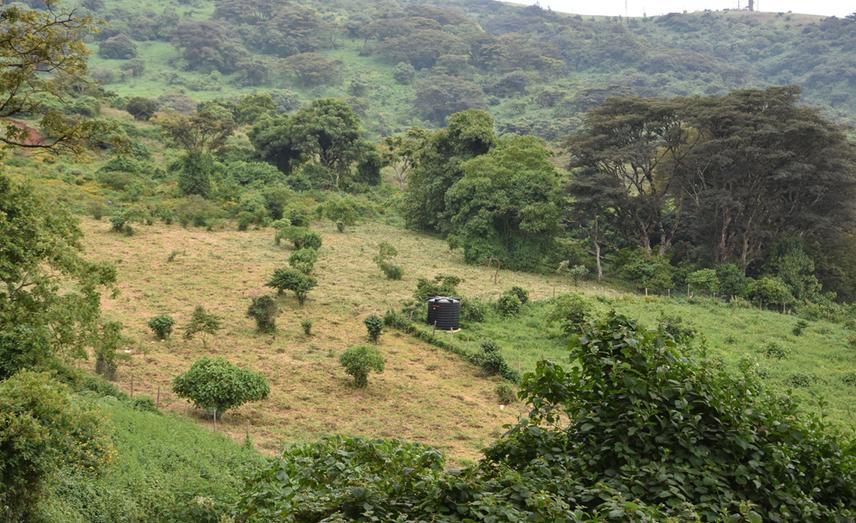 An image showcasing a designated segment of the Ngong Hills, where our proactive efforts have been channeled into tree planting endeavours and establishing the first community nursery in Ngong.