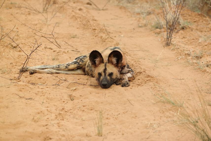 “Blondie” - adult male African wild dog of the !Khamab North Pack in the Kalahari Desert. © Jennifer Linden.