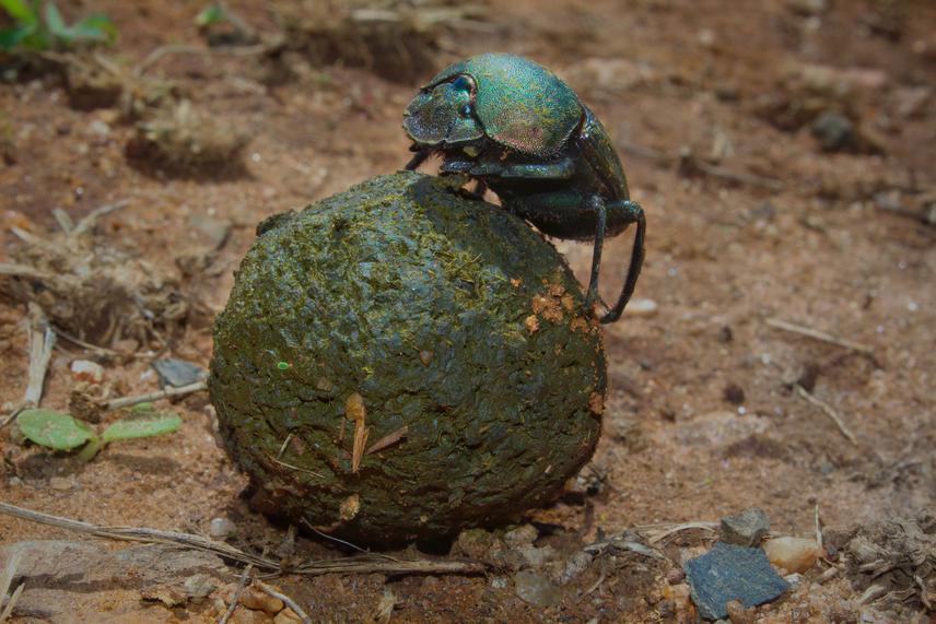 Kheper aegyptiorum (a large roller dung beetle) with an impala dung ball. © Finote Gijsman.