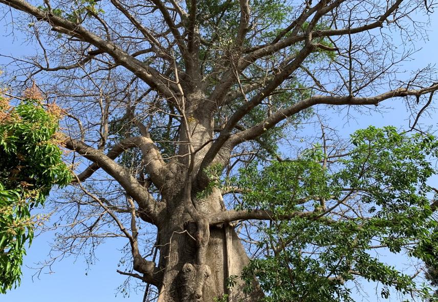 Silk-cotton tree (Ceiba pentandra), in Hausa it is called Riimii.