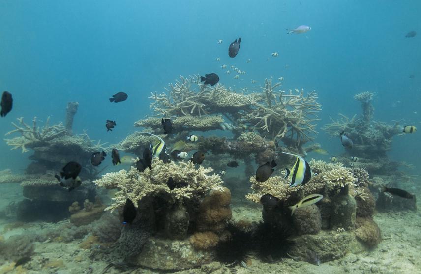 Coral reef restoration showing different artificial reef structures i.e. bottle reefs, layered cake and cages in Mkwiro Community Managed Area in the Wasini Channel, Shimoni, Kenya. © Ewout Knoester