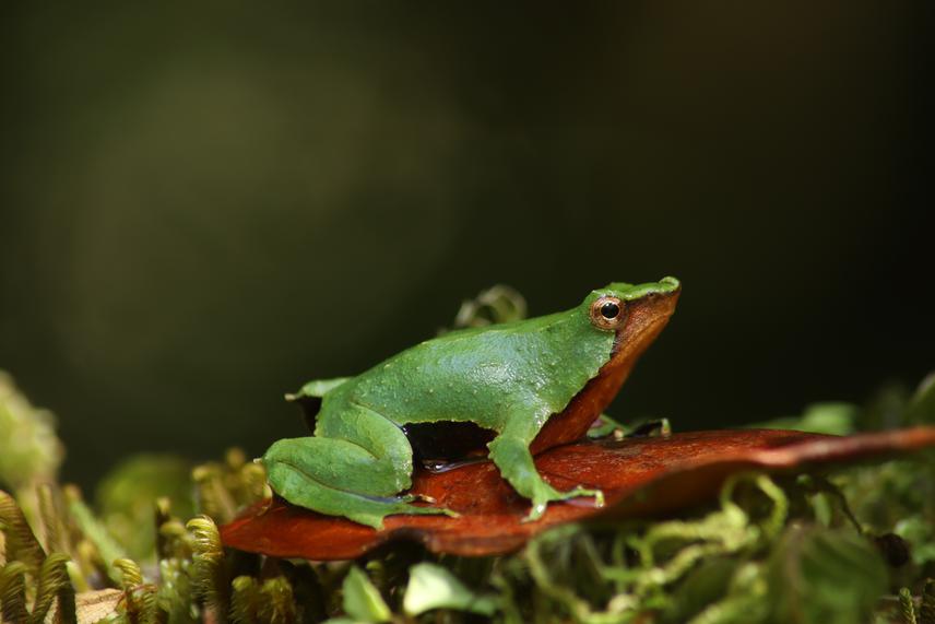 A Darwin’s frog male from Neltume, Southern Chile. © ONG Ranita de Darwin