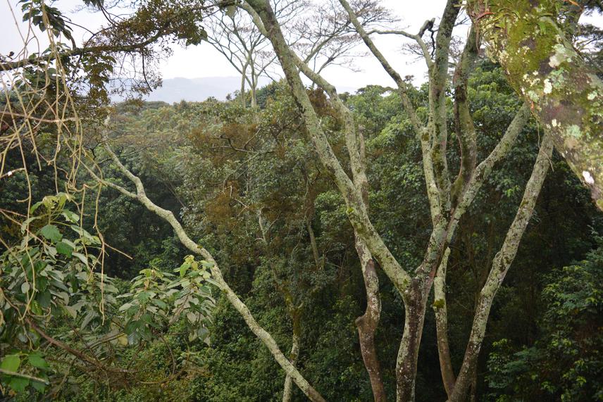 Busaga Forest Landscape, Nature Rwanda, 2018.