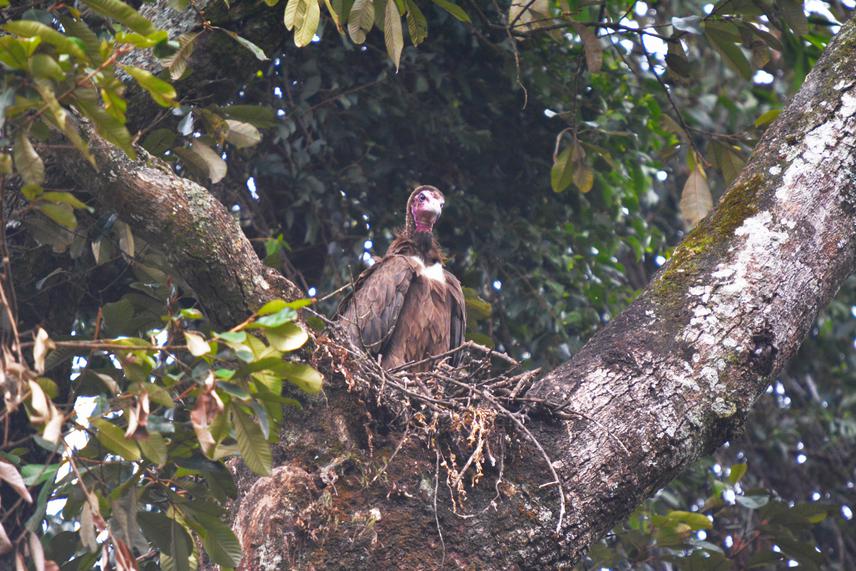 One of the Active nests identified in Busaga Forest - Nature Rwanda.