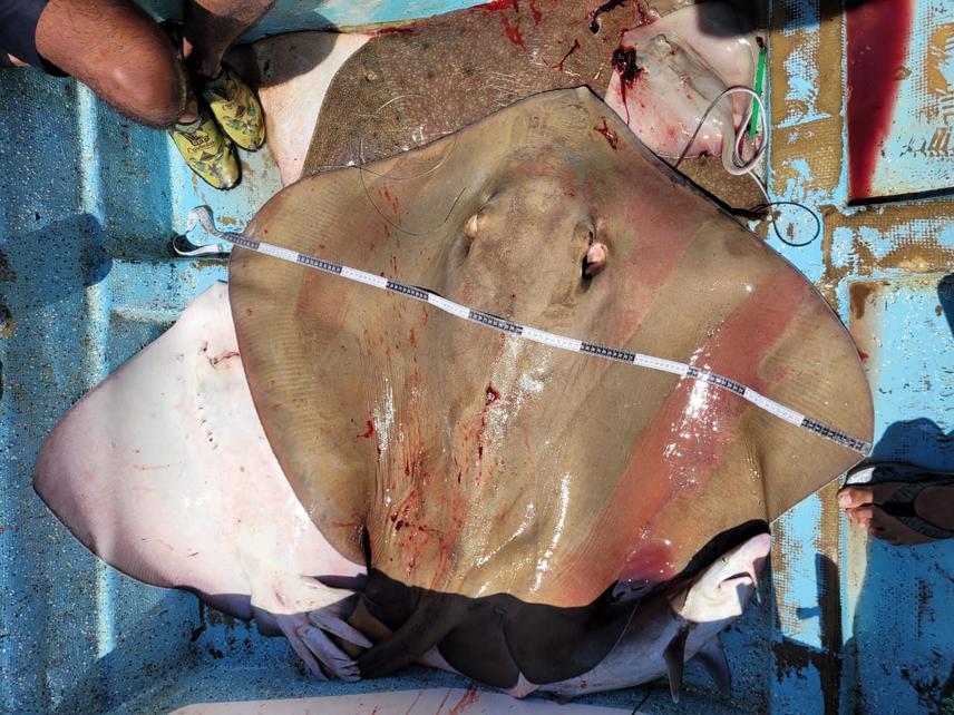 Hypanus longus and other elasmobranchs caught by artisanal fisheries, photograph taken during one of the exploratory trips. Note the H. longus embryo. © Alejandro Esquivel Vieyra.