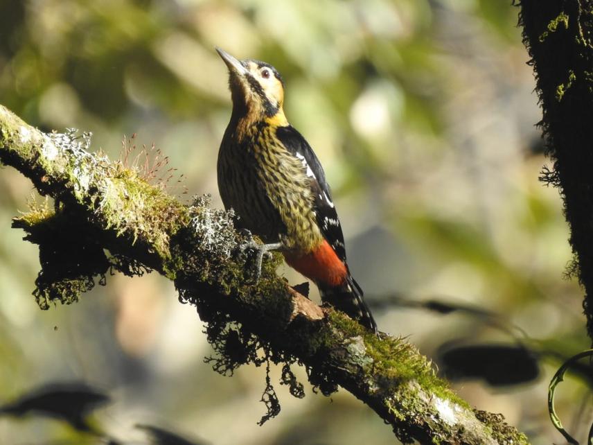 Darjeeling Woodpecker (Dendrocopos darjellensis) in Darjeeling. © Mingma Tamang.