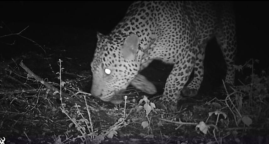 A male Sri Lankan Leopard (Panthera pardus kotiya) recorded in a camera trap, Dry zone forests of Sri Lanka.