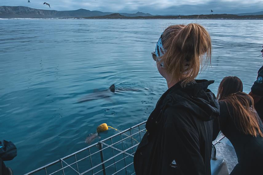Kristina Loosen looking at a bronze whaler shark (Carcharhinus brachyurus) while she collected her eDNA samples. © Milan Jandik.