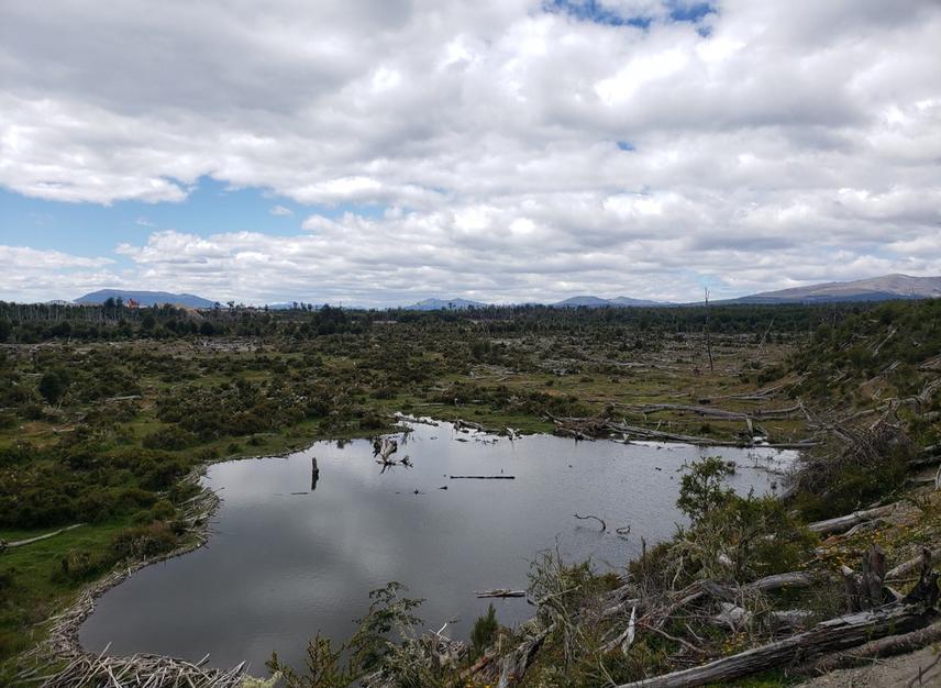 A forest that burned in 1978 was heavily grazed post-fire and is now dominated by the local bush, calafate.