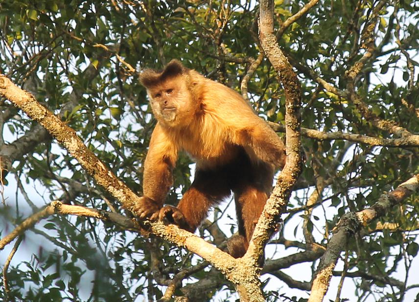 Hooded Capuchin male in San Rafael