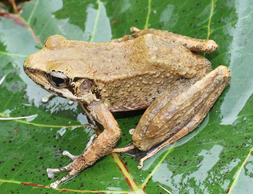 Odorrana gigatympana (Big-eared Odorous Frog). © Pham The Cuong.