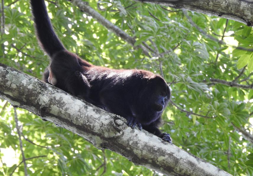 Male black howler monkey (Alouatta pigra) walking on a tree branch. © Anaid Cardenas Navarrete.