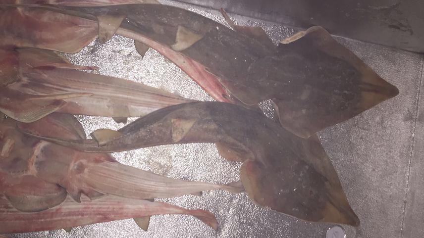 A breeding and nursery ground for blackchin guitarfish in the eastern Aegean Sea, the eastern Mediterranean (Gediz Lagoon, Izmir, Central Aegean Sea) was identified. © Elizabeth Grace Tunka Bengil.