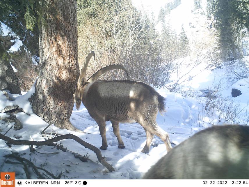 Ibex on sensor camera of the Naryn State Nature Reserve 2022.