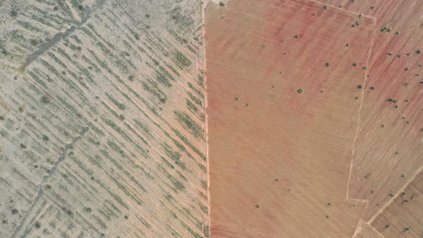 Aerial view of ecological restoration in the Thar Desert. To the right is the original land-cover (agriculture) and to the left is the restored grassland. © WII Bustard Recovery Program.