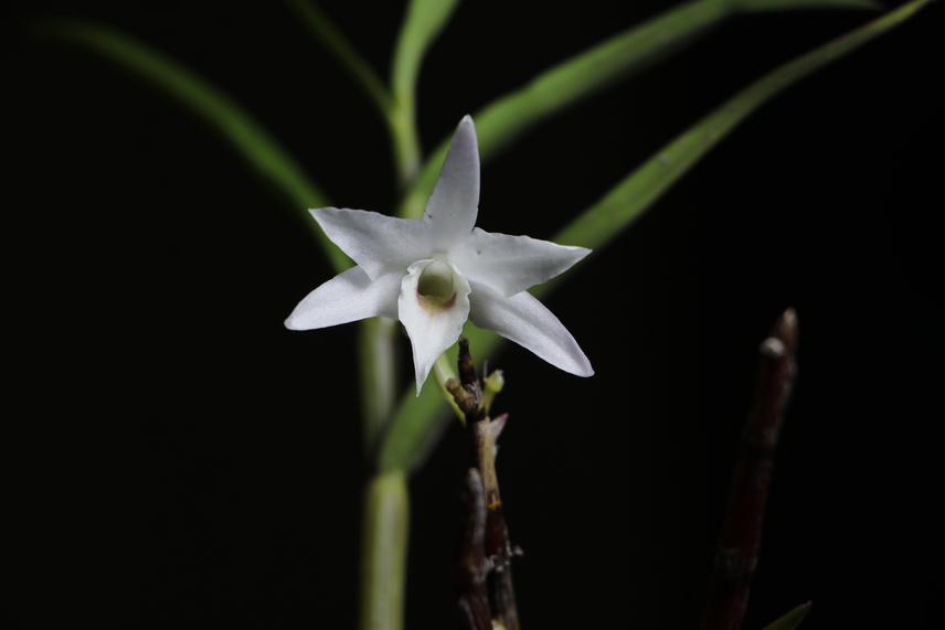 Flower of the Dendrobium moniliforme.