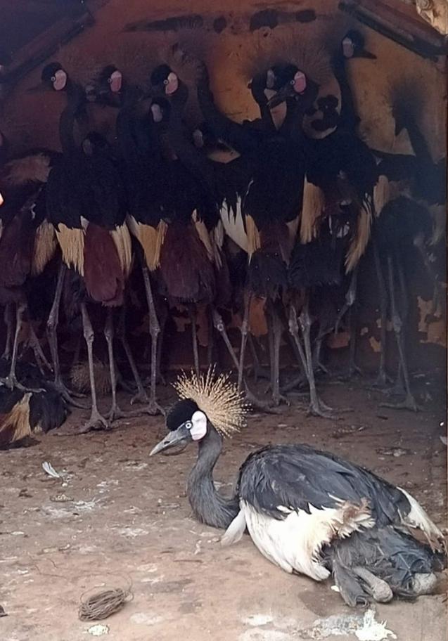Black crowned cranes seized in Cotonou by CITES authority-DGEFC of Benin in August 2022. © Hermann G. Chabi.