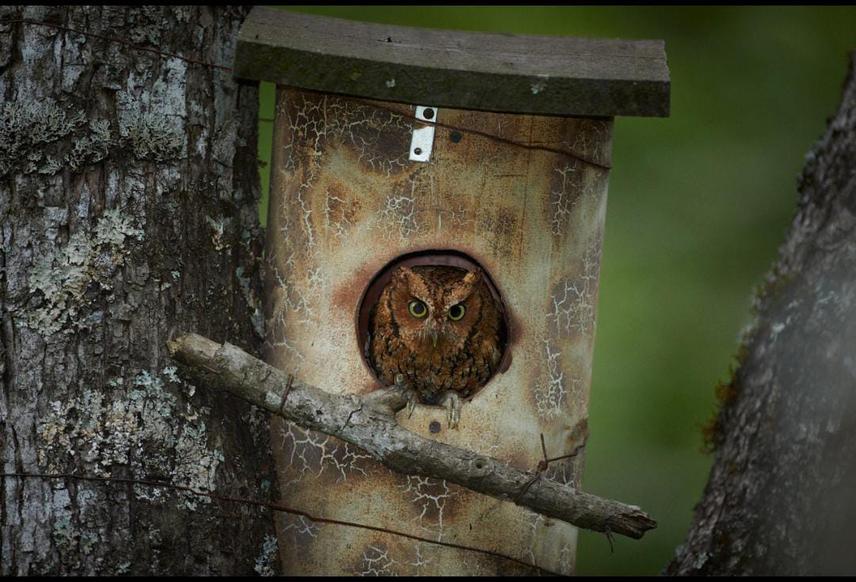 Yungas screech owl (Megascops hoyi) standing in the entrance of a nestbox. © Dr. Juan Reppucci.
