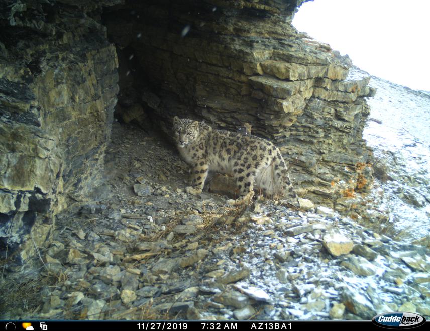 A snow leopard caught in a camera trap. © Government of Nepal and WWF- Nepal.