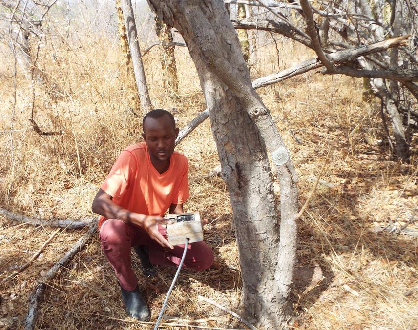 Setting up a remotely triggered camera trap in the Maasai Steppe in 2021. © Meshack Eliau.