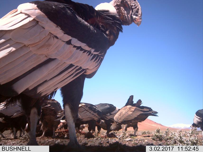 Condors foraging on a native camelid in San Guillermo National Park before the mange outbreak, which nearly drove camelids to extinction. @Paula Perrig.