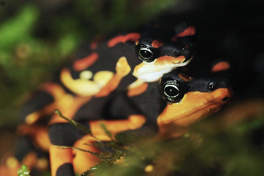 Amplectant pair of Harlequin Frog in Talamanca. © Diego Gomez.