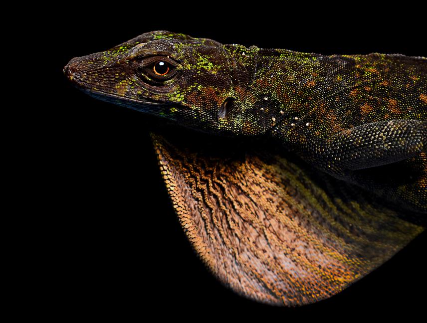 A male good anole (Anolis eulaemus) exhibiting its dewlap. The dewlap, consisting of thin calcified cartilages covered by a flexible skin fold. © Sofía M. Alfonso-Velasco.