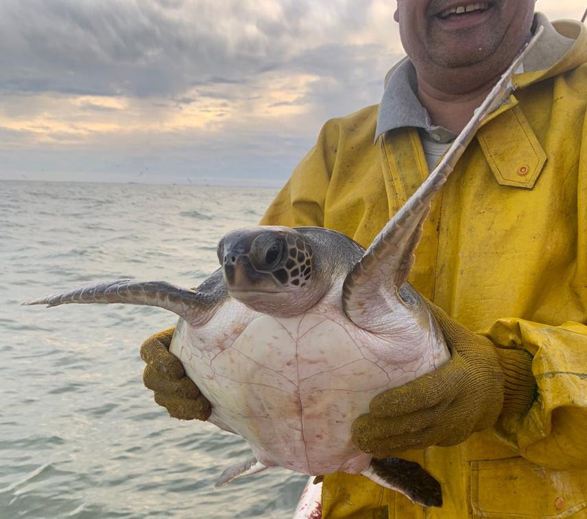 A green sea turtle  (Chelonia mydas) released by a commercial fisher. © Sofia Jones.