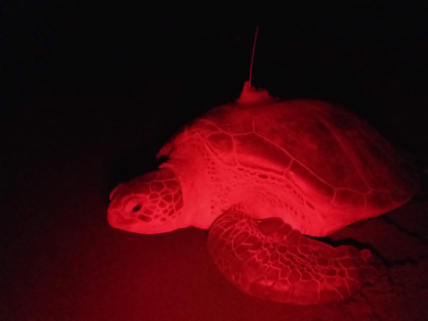 Female green turtle equipped with satellite transmitter being released on the beach.