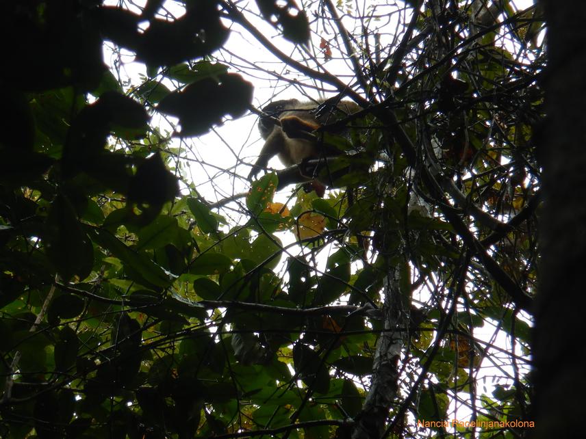Brown Lemur observed in the middle of edge-interior transects of 3 km.