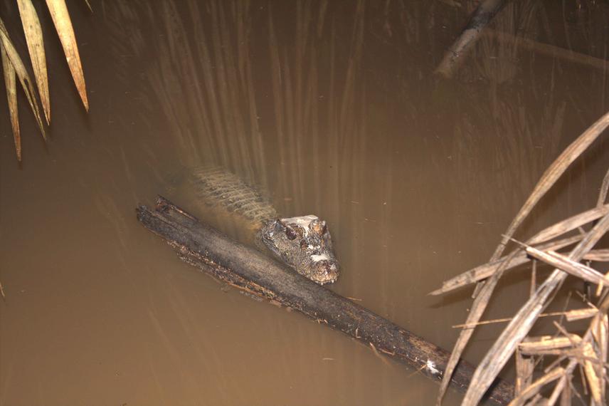 Adult West African dwarf crocodile.