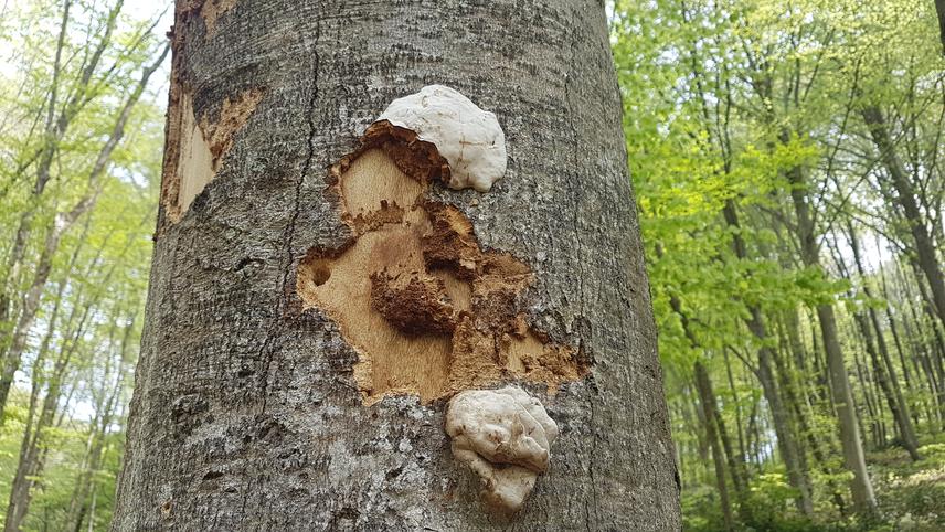 A bark loss: Home for butterflies and fungi.