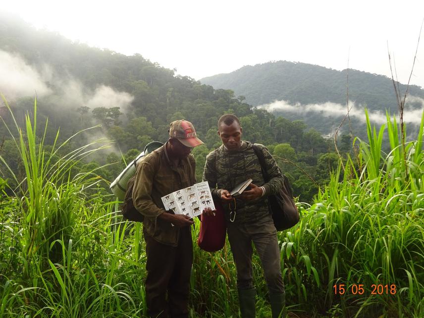 The principal investigator (dressed in army camouflage pullover) investigating from a field guide which primate species are present in Kom-Wum Forest Reserve. © Ambe Godwill Akou.