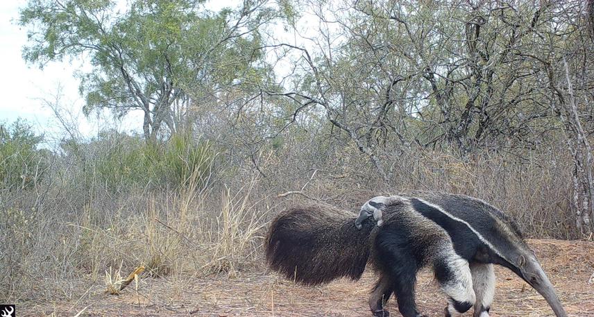 Camera trap record of anteater in one protected area.