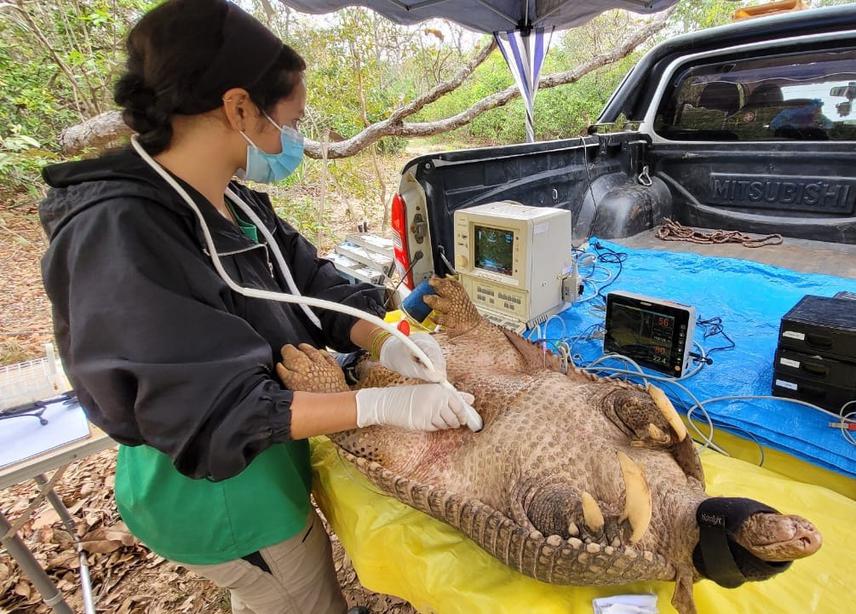 Ultrasound examination of the reproductive tract of a female giant armadillo. ©Danilo Kluyber/ICAS.