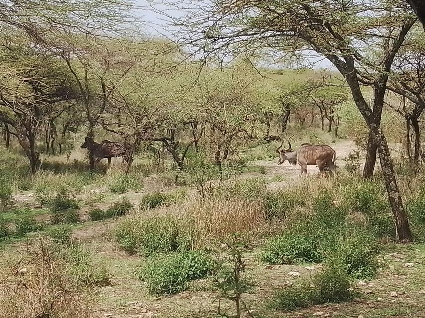 Greater kudu Arsi Mountains National Park, Ethiopia.