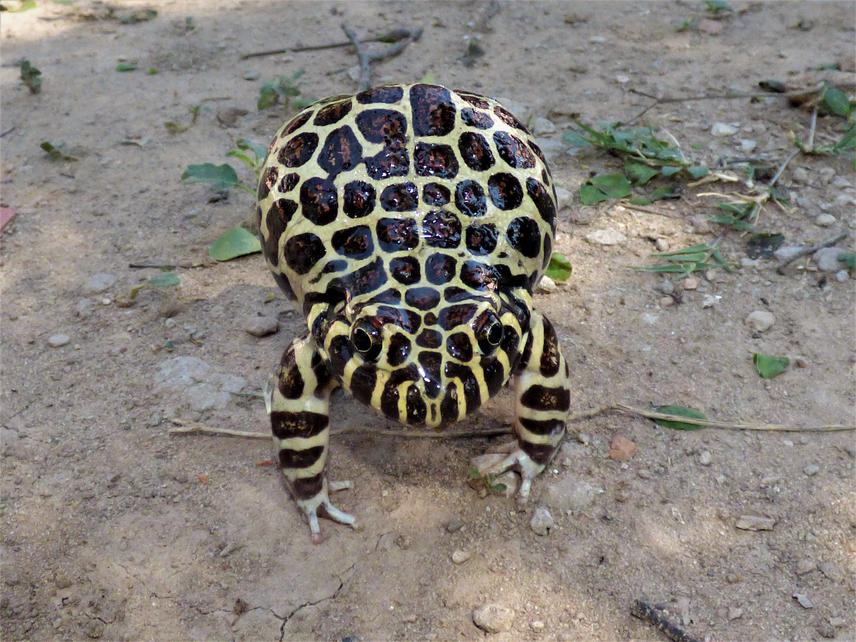 Santa Fe Frog. ©Julián Lescano