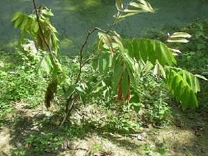 Survival of Amherstia nobilis in the monastery area.