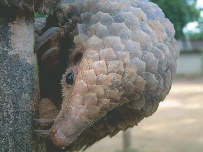 Prativa Kaspal - Saving the Pangolins: Ethno Zoology and Pangolin  Conservation Awareness in Human Dominated Landscapes, Nepal - The Rufford  Foundation