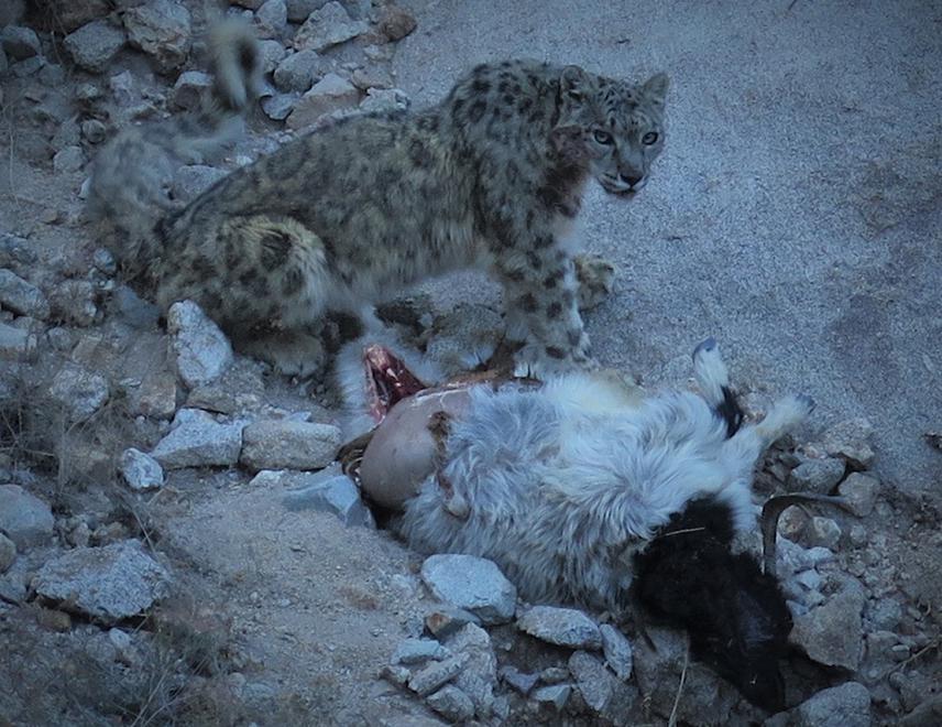 Snow leopard attacks on domestic livestock were recorded during this period in Tarchit