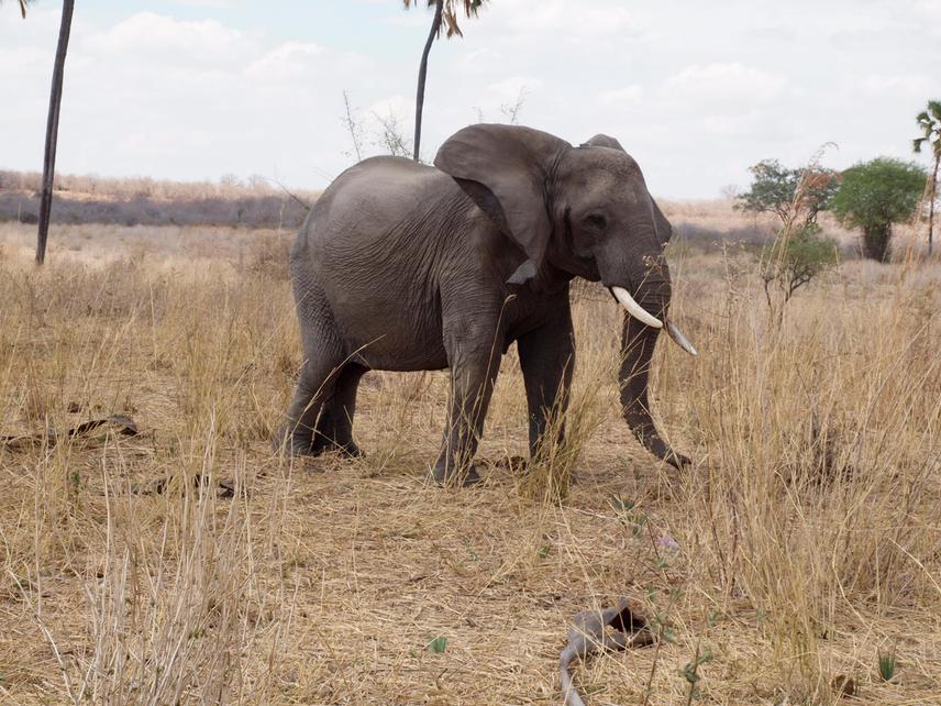 African savanna elephants (Loxodanta Africana) at Ruaha National Park. © Zablon Fataely