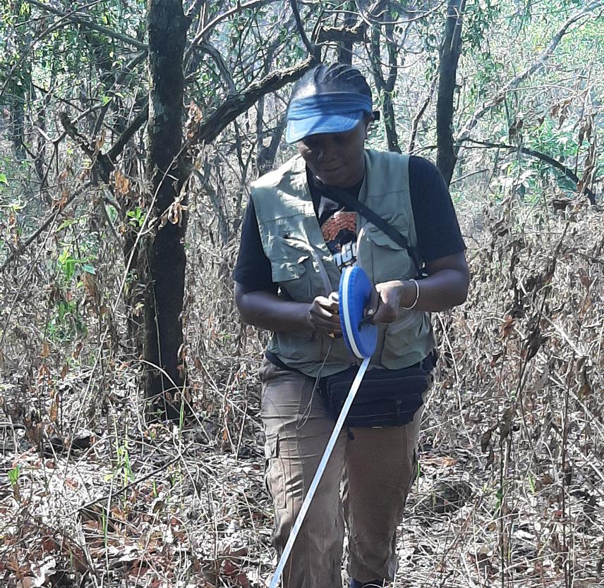 Patience Adaje taking vegetation measurement. © Terfa Tyonongo (Field Assistant).