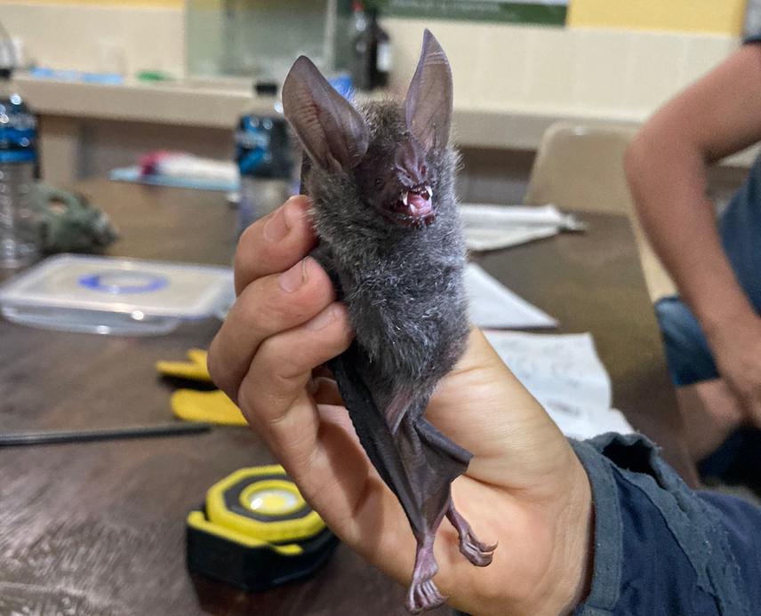 A fringe-lipped bat (Trachops cirrhosis) visited our mist nets! This species is an opportunistic omnivore who does not shy away from large prey like lizards and frogs!