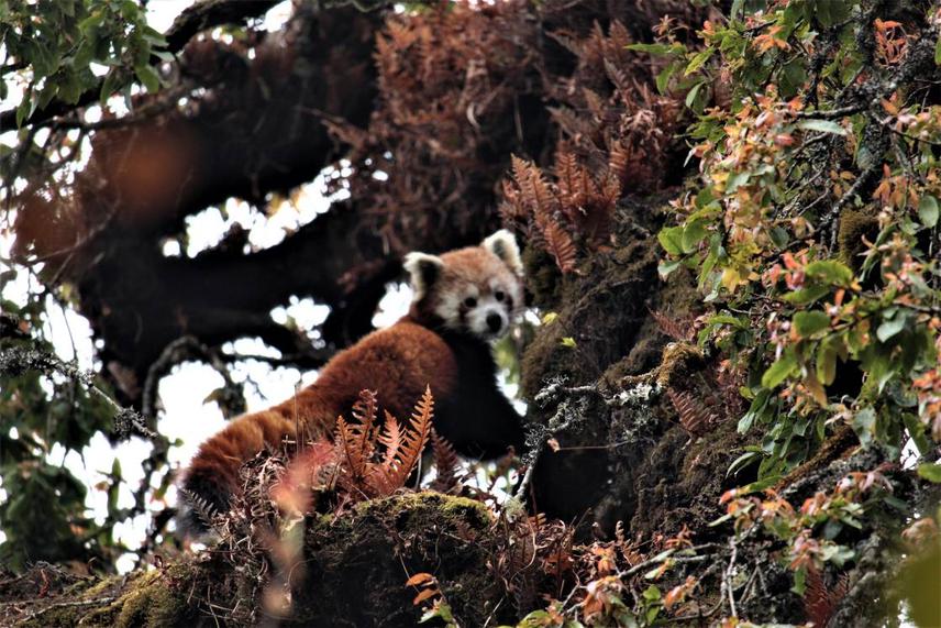 Red panda at its natural habitat, Kuse Rural Municipality. © Badri Baral