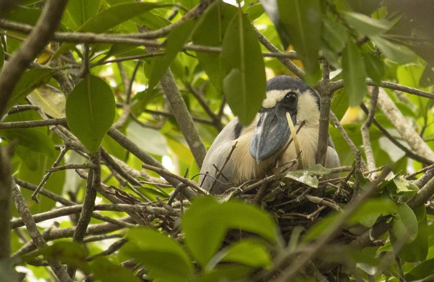 Boat-billed Heron (Cochlearius cochlerarius) nest on a mangrove island in the Mandinga lagoons. Oct 22. © Adrián Ciprés Chávez.