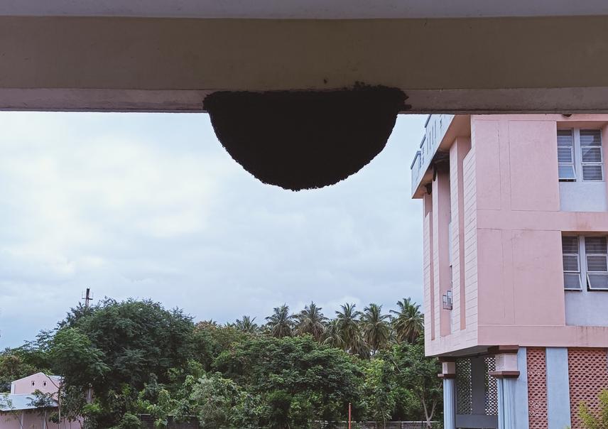 The preference of rock bees to nest in urban buildings brings direct conflict with the humans. Copyright @Jintu S Vijayan.