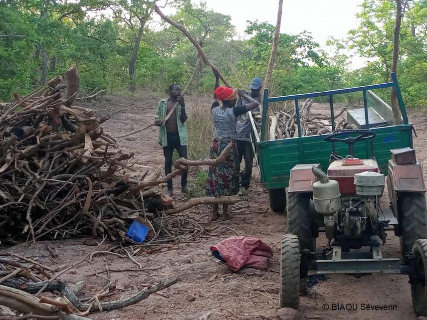 Local community firewood collection in Trois-Rivières Forest Reserve, Benin © Biaou Séverin.