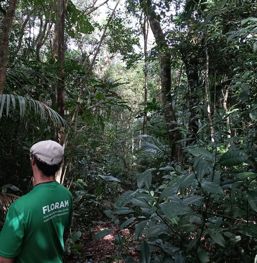 Forest interior at the Sertão do Ribeirão, one of the selected sites for frugivorous butterfly sampling, at the Municipal Natural Monument of the Lagoa do Peri, south of the Santa Catarina Island. ©Mirella Gondeck.