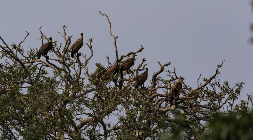 Vulture Roosting. © H. Byju.